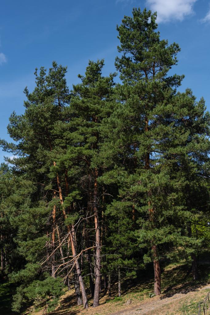 Evergreen trees in forest and blue sky at background - Photo, Image