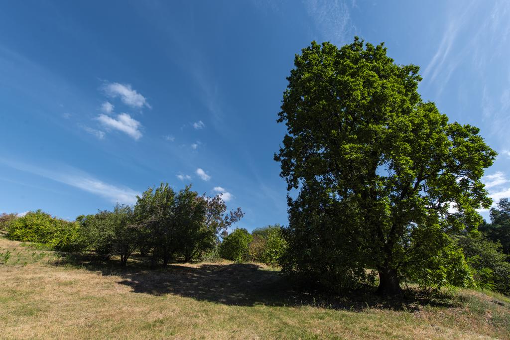 Vihreät puut auringonvalolla ja sininen taivas pilvillä taustalla
 - Valokuva, kuva