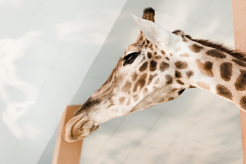 動物園で長い首を持つ可愛くて背の高いキリン ロイヤリティフリー写真 画像素材