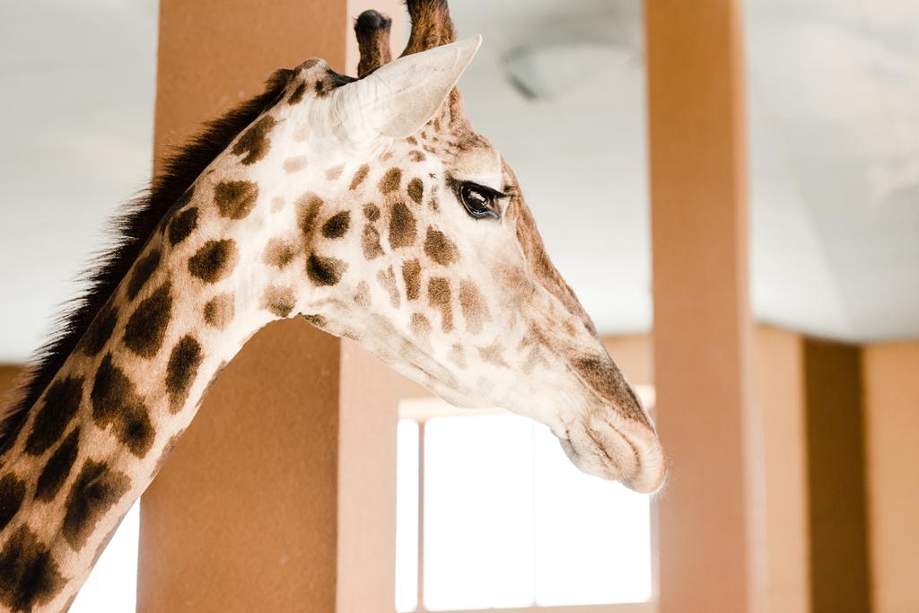 селективный фокус высокого жирафа с длинной шеей и рогами в зоопарке
 - Фото, изображение