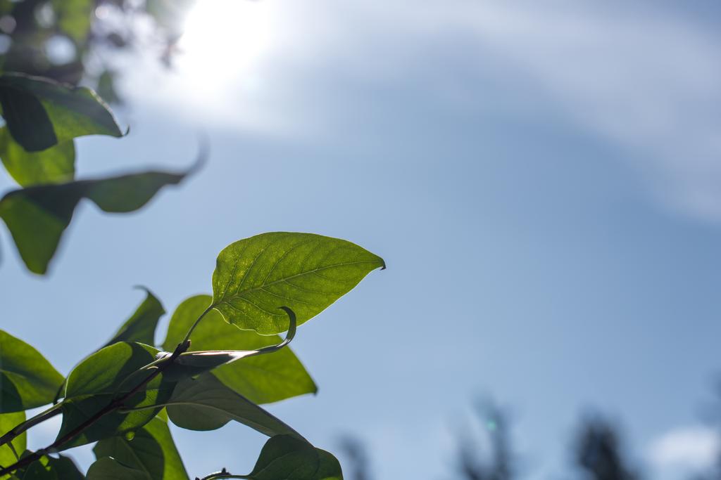 vue rapprochée des feuilles vertes au soleil avec un ciel bleu à l'arrière-plan
 - Photo, image