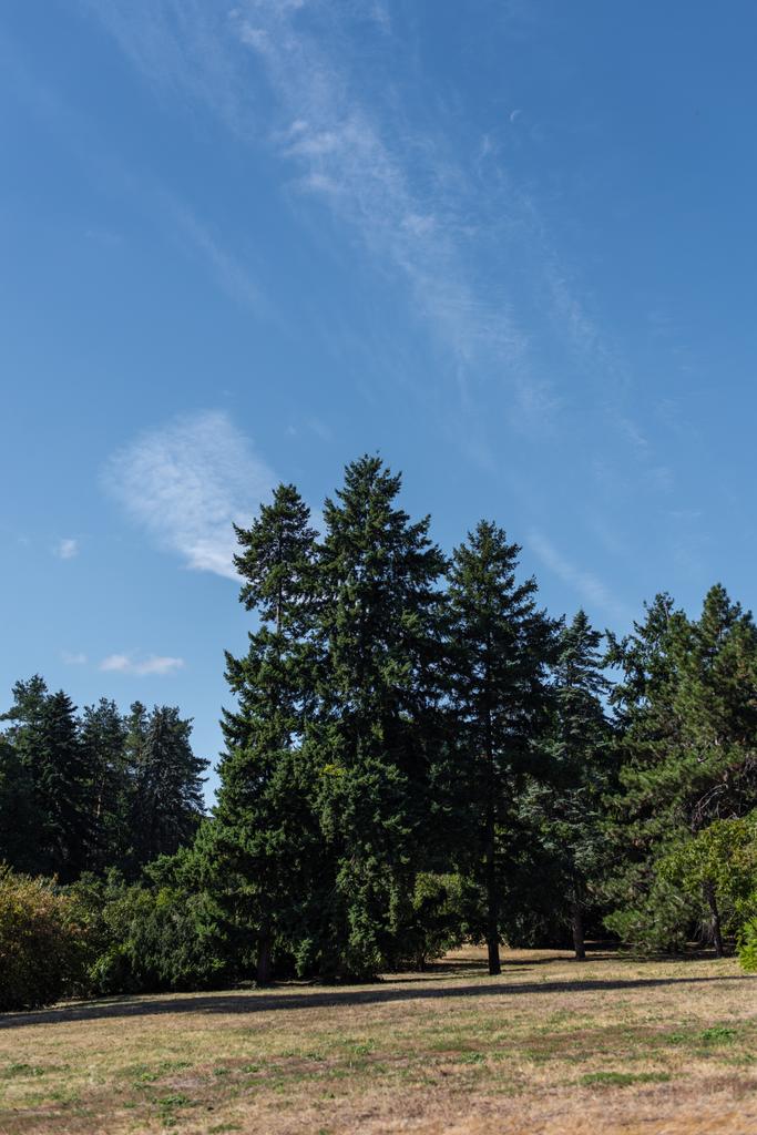 Fir δέντρα στο γρασίδι στο πάρκο με μπλε συννεφιασμένο ουρανό στο παρασκήνιο - Φωτογραφία, εικόνα