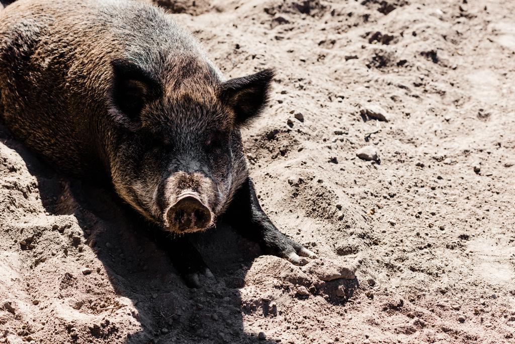 pig lying on sand in zoo - Photo, Image