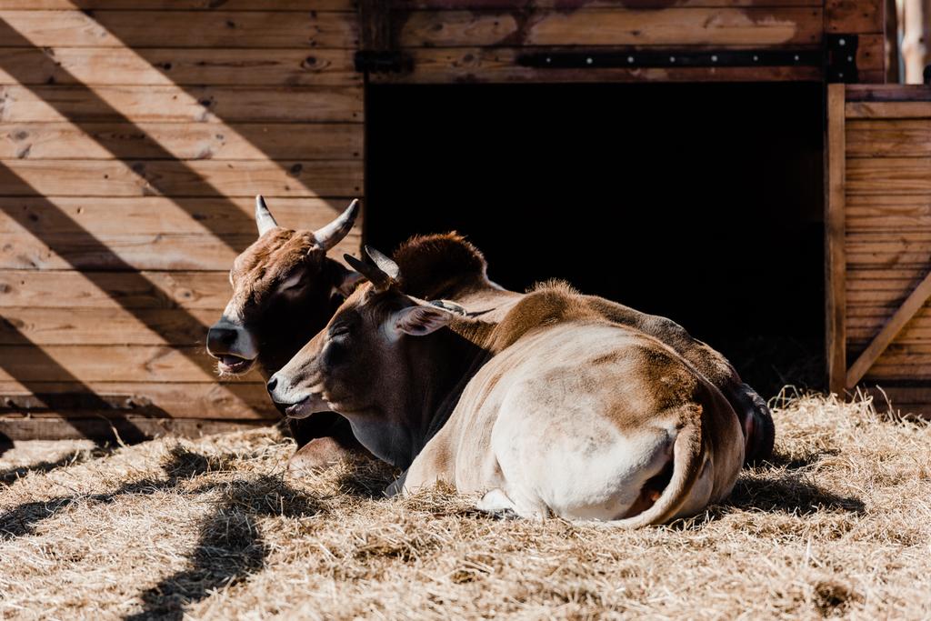 sunlight on bulls resting on hay  - Photo, Image
