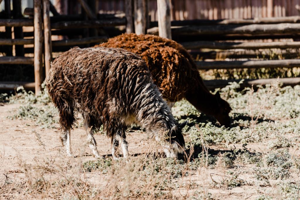 милі пухнасті лами, що стоять на траві зовні
  - Фото, зображення