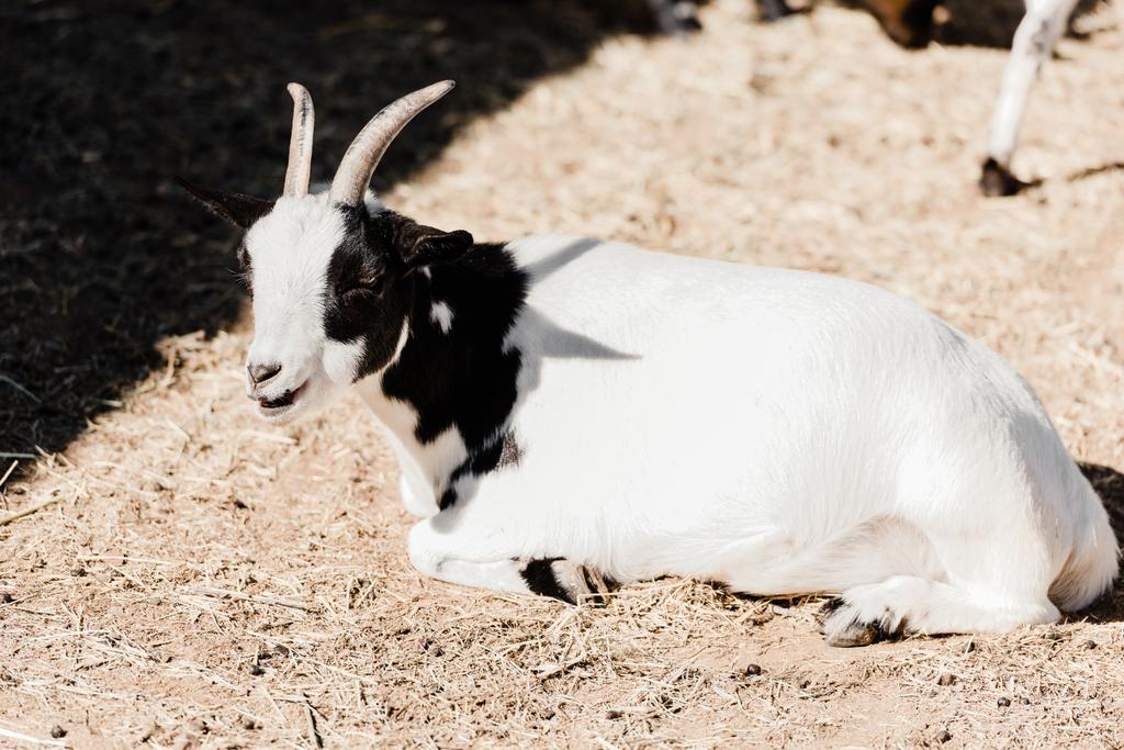 mignon chèvre couché sur foin à l'extérieur
  - Photo, image