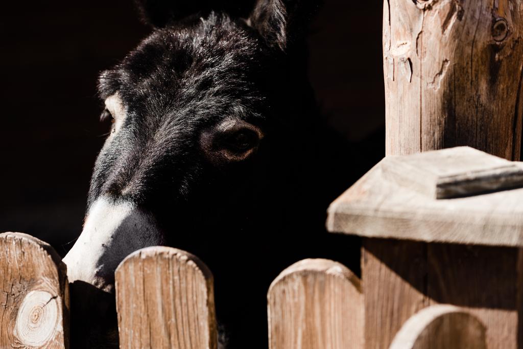 foyer sélectif de mignon âne noir et blanc près de la clôture
  - Photo, image