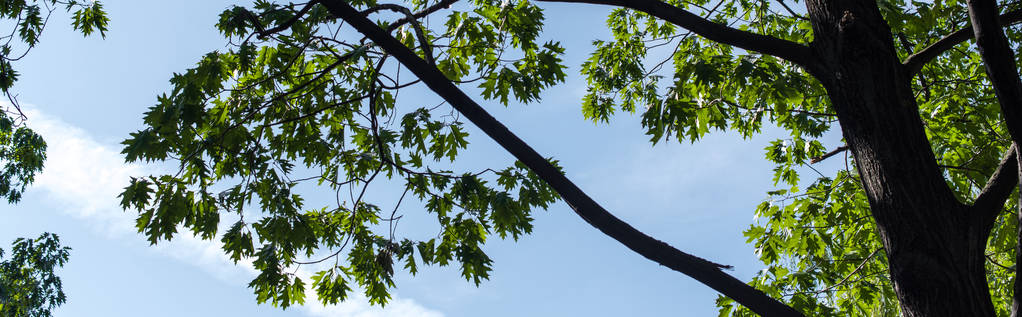 Vue du bas des feuilles d'érable vert avec ciel bleu à l'arrière-plan, vue panoramique
 - Photo, image