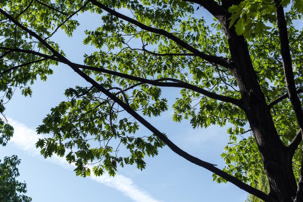 Arka planda mavi gökyüzü olan akçaağaç yeşil yapraklarının düşük açılı görüntüsü - Fotoğraf, Görsel