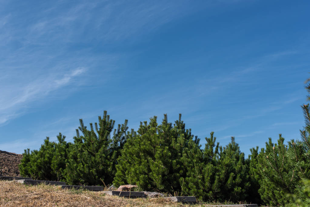 Árvores de abeto na grama com céu azul no fundo
 - Foto, Imagem