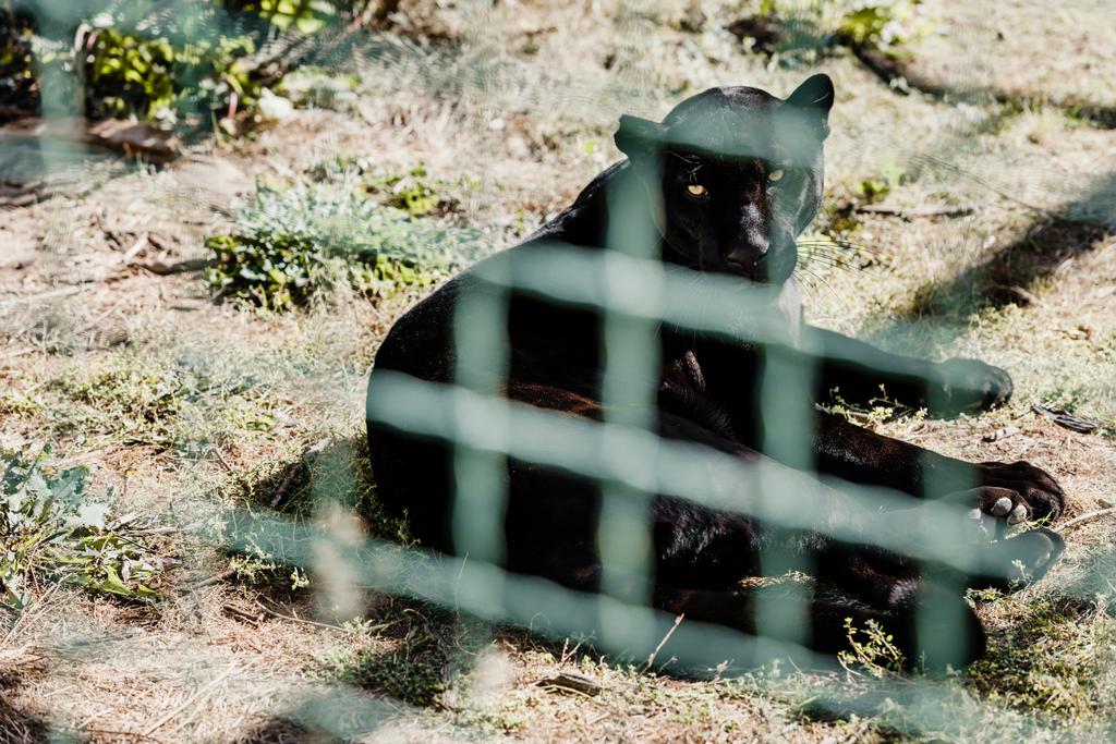 foyer sélectif du puma noir situé près de la cage dans le zoo
  - Photo, image