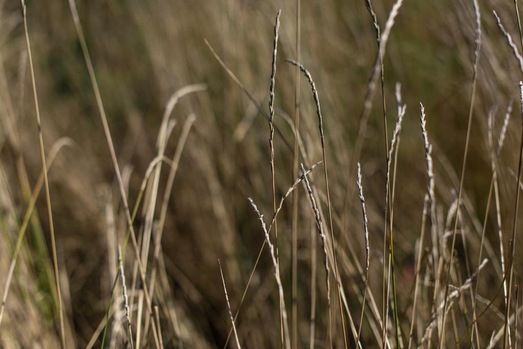 Vista de perto das hastes de trigo no campo
 - Foto, Imagem