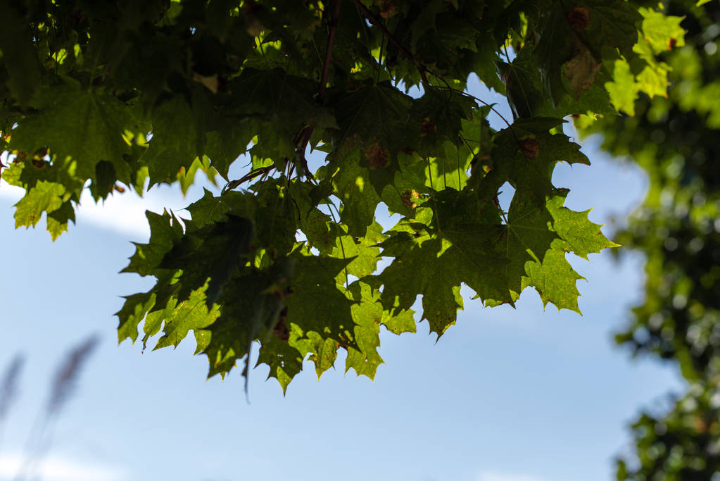 Bottom view of green maple leaves with blue sky at background - Photo, Image