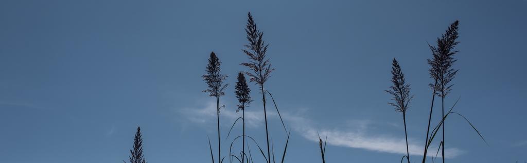 背景に青空と羽毛の葦の草の茎、パノラマショット - 写真・画像