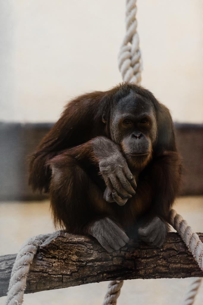 вибірковий фокус мавпи, що сидить біля мотузок на дереві
 - Фото, зображення