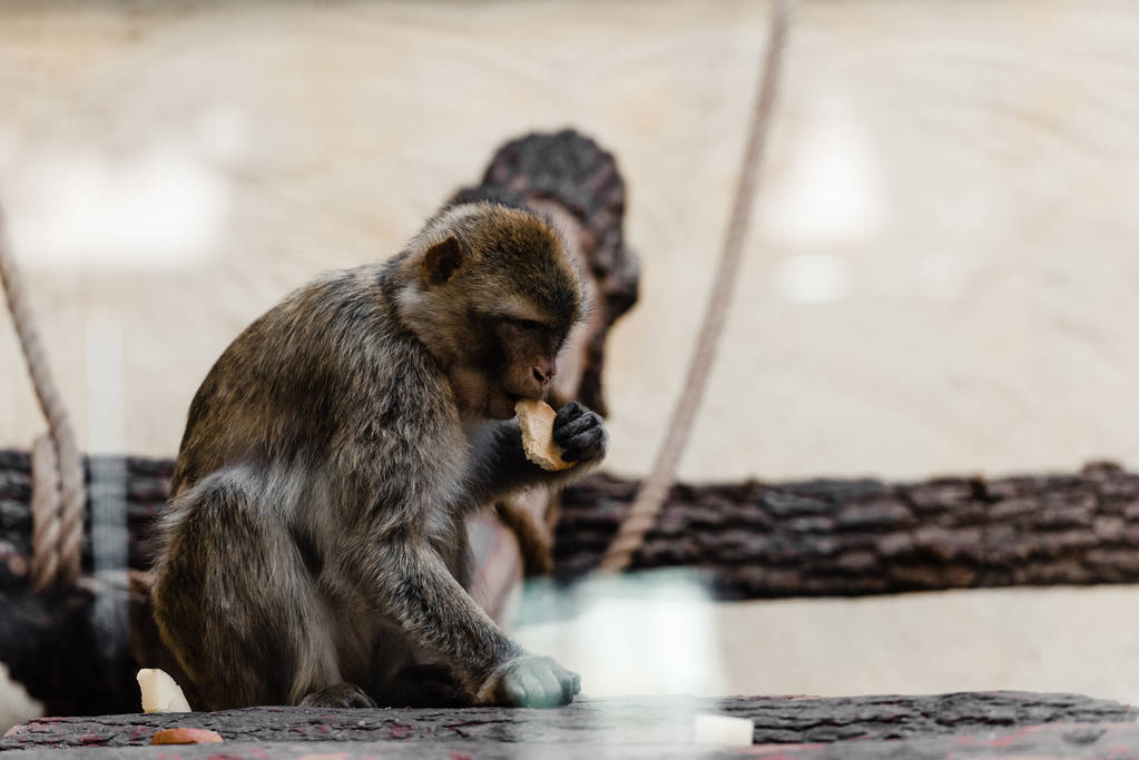 valikoiva painopiste söpö apina syöminen eväste eläintarhassa
 - Valokuva, kuva