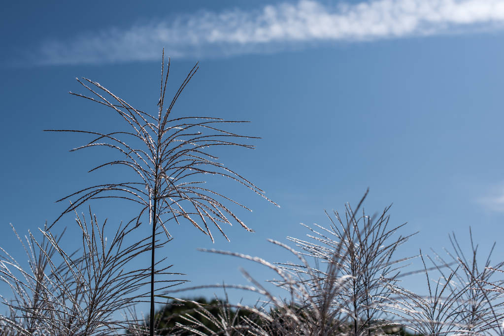 Tallos de hierba de caña de plumas con cielo azul al fondo
 - Foto, imagen
