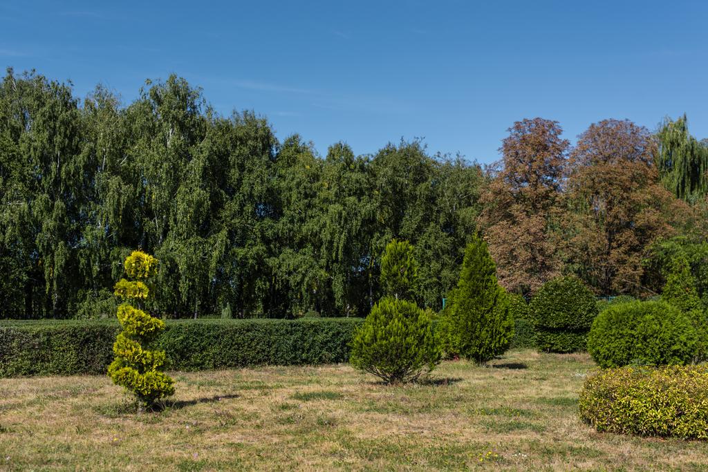 Árboles verdes con arbustos sobre hierba y cielo azul al fondo
 - Foto, Imagen