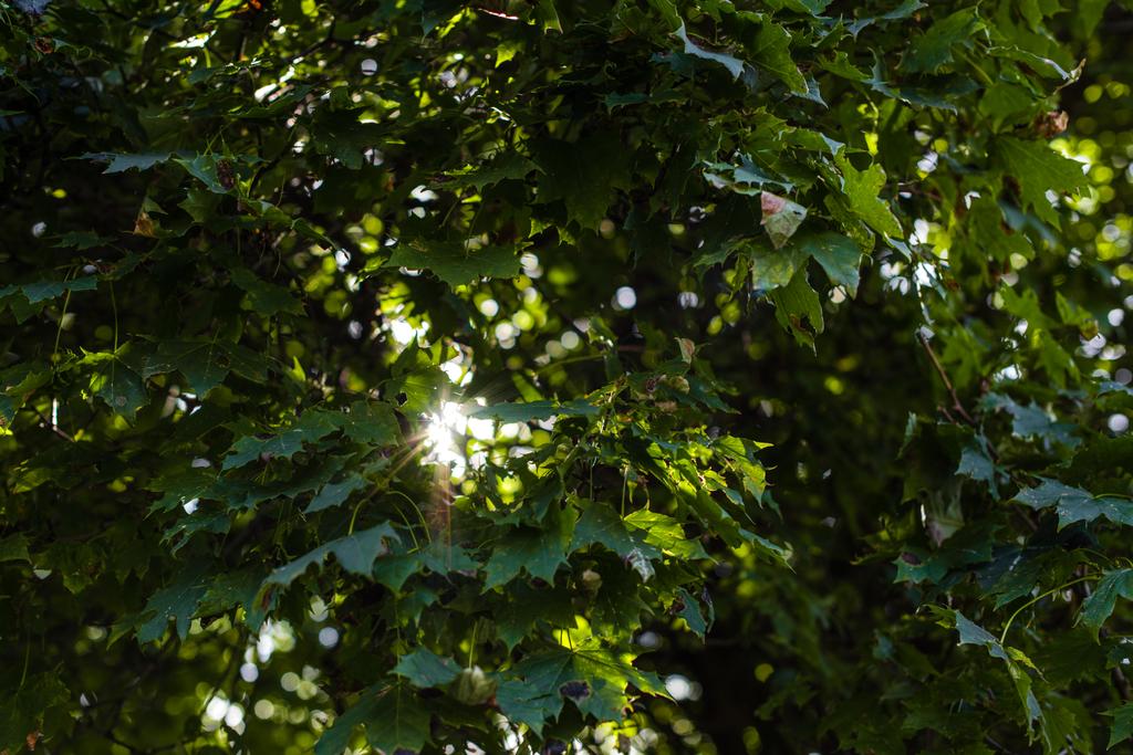 Sunlight in green leaves of tree at summertime - Photo, Image