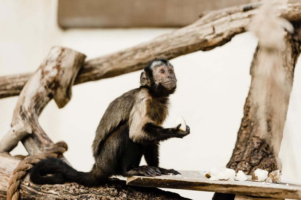 動物園でココナッツを持つかわいい猿の選択的な焦点 - 写真・画像