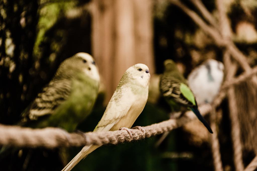 selective focus of parrots sitting on metallic cage in zoo - Photo, Image