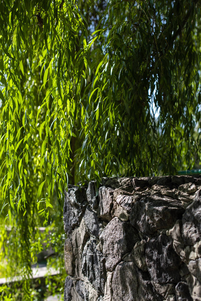 Parede de pedra e ramos de salgueiro com luz solar
 - Foto, Imagem