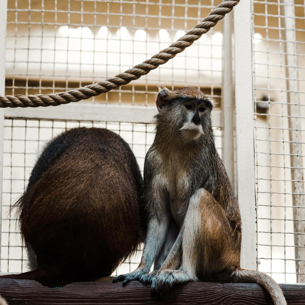 selektivní zaměření roztomilé opice sedí na dřevěné klády v blízkosti lana a klece  - Fotografie, Obrázek