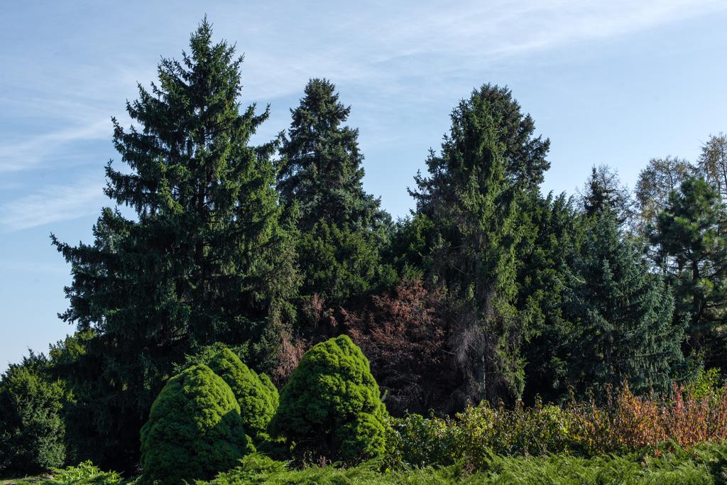 Drzewa jodłowe i zielone krzewy z niebem na tle - Zdjęcie, obraz