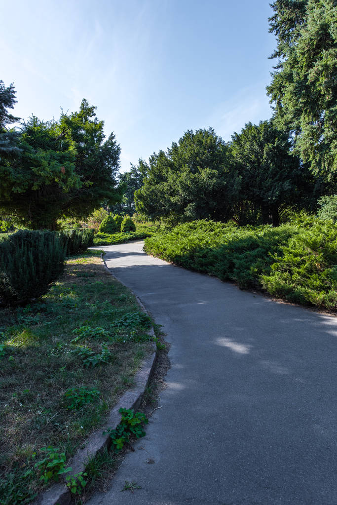 Caminhada entre arbustos verdes e árvores no parque
 - Foto, Imagem