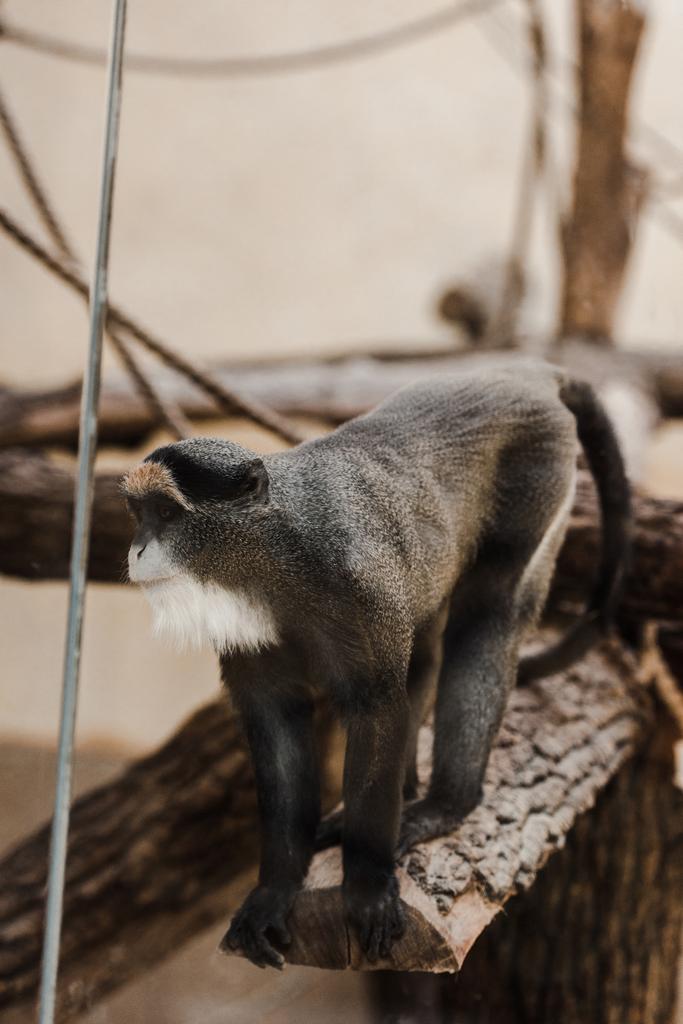 selektivní zaměření opice u lan sedících na dřevěné kládě  - Fotografie, Obrázek