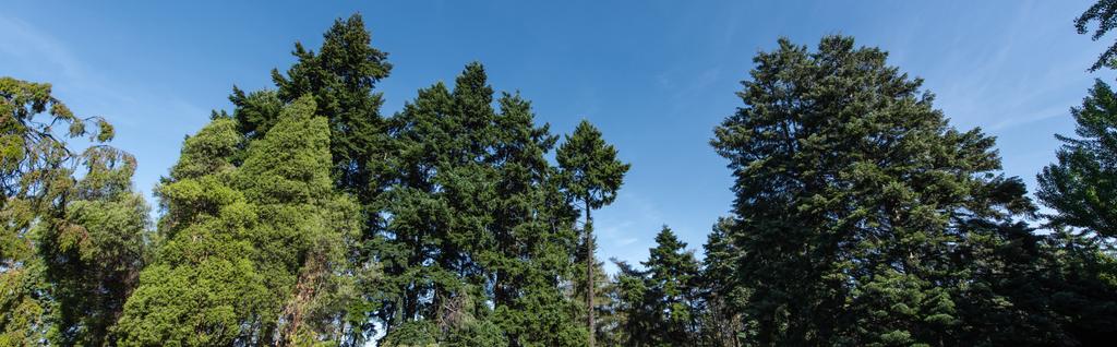 Nízký úhel pohledu na jedle a borovice s modrou oblohou na pozadí, panoramatický záběr - Fotografie, Obrázek