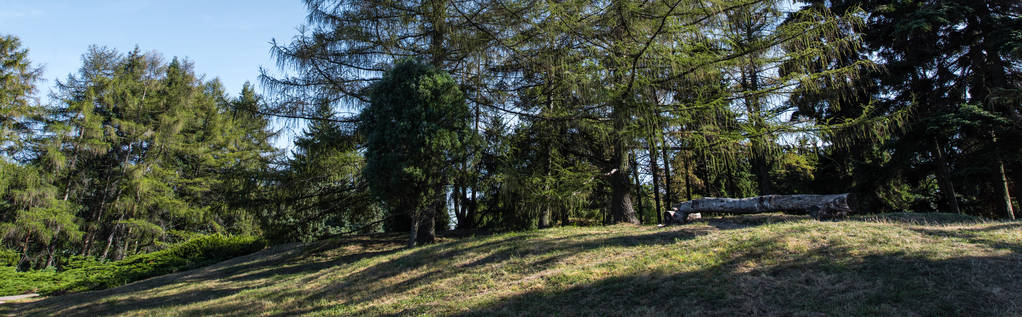 Borovice na zeleném trávníku se slunečním světlem a modrou oblohou na pozadí, panoramatický záběr - Fotografie, Obrázek