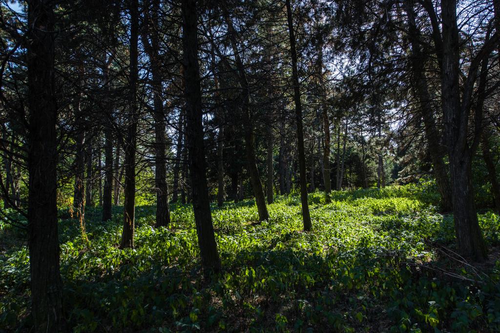 Ağaçlar ve yeşil çimenler Ormanda güneş ışığı - Fotoğraf, Görsel