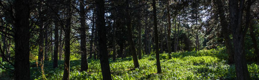 Stromy a zelená tráva se slunečním světlem v lese, panoramatický záběr - Fotografie, Obrázek