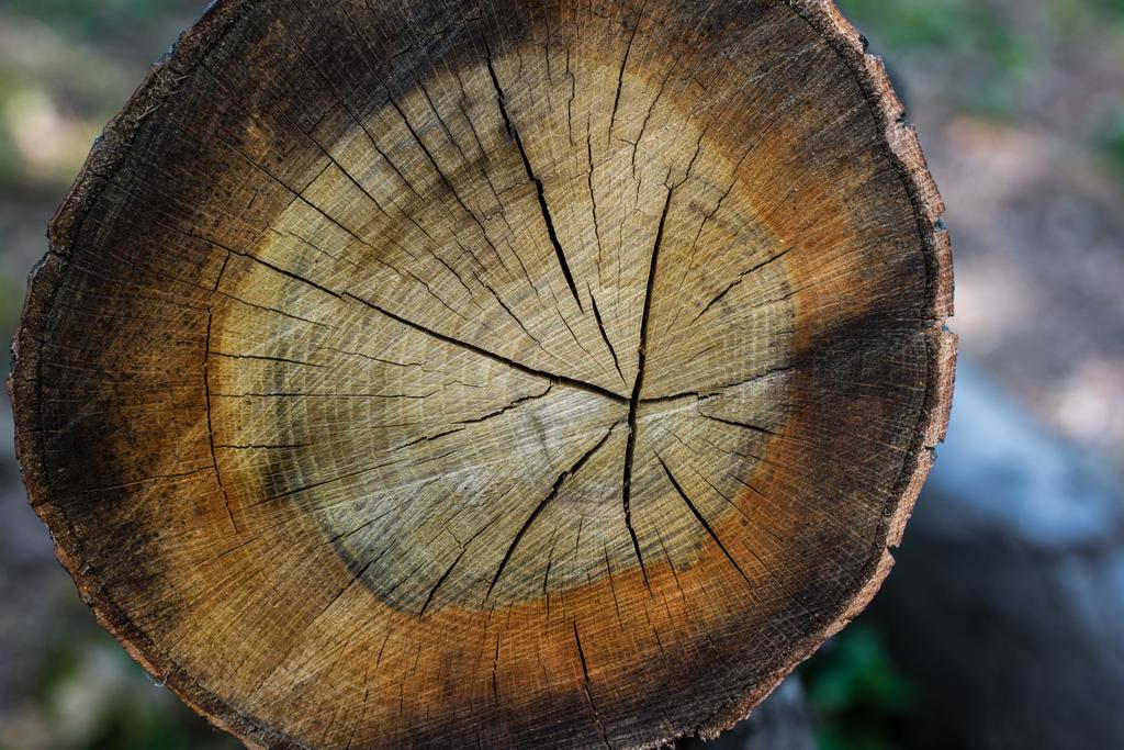 Vista superior de tronco de madera cortado con grietas - Foto, imagen
