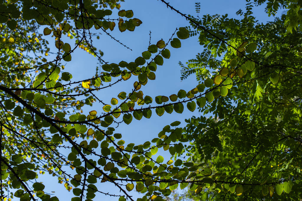 Вид знизу гілок з зеленим листям і блакитним небом на фоні
 - Фото, зображення