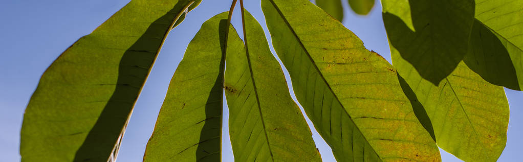 Зелене листя з блакитним небом на фоні, панорамний знімок
 - Фото, зображення