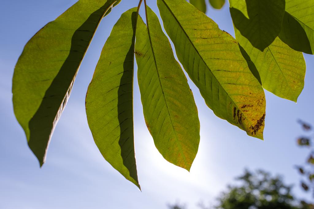 Close up widok zielonych liści z niebieskim niebem na tle - Zdjęcie, obraz