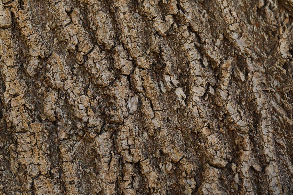 textuur achtergrond van donkere schors van boom met kopieerruimte  - Foto, afbeelding