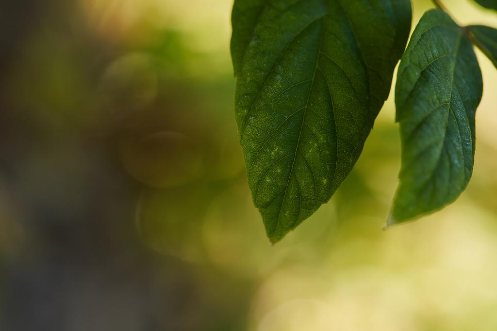 vista de cerca de hojas verdes y brillantes fuera
  - Foto, imagen