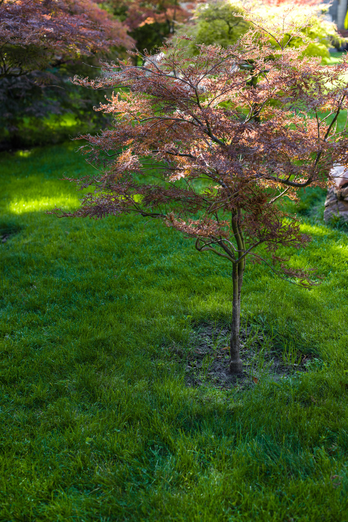 Árboles otoñales con luz solar sobre hierba verde de césped
  - Foto, imagen