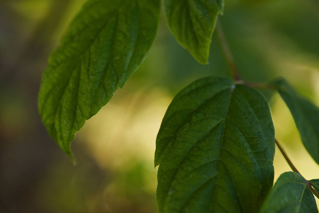 vista da vicino delle foglie verdi e luminose all'esterno
  - Foto, immagini