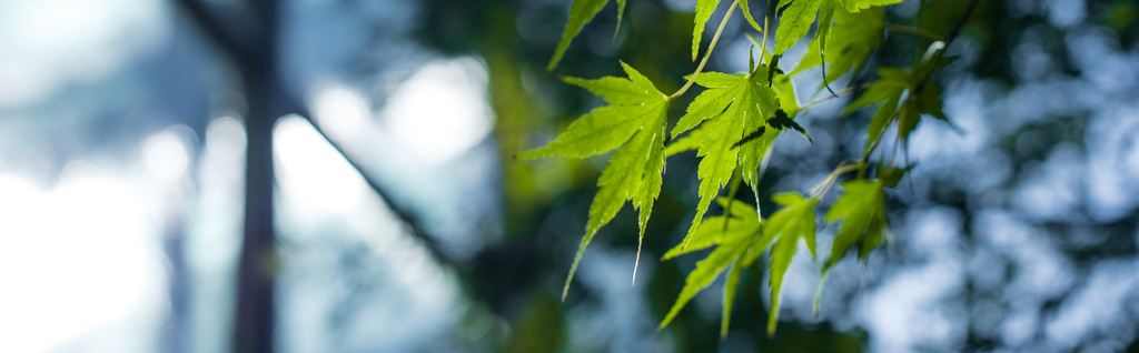Close up view of green maple leaves, panoramic shot - Photo, Image