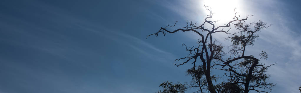 Δέντρο με ξηρά κλαδιά και γαλάζιο ουρανό με σύννεφα, πανοραμική λήψη - Φωτογραφία, εικόνα