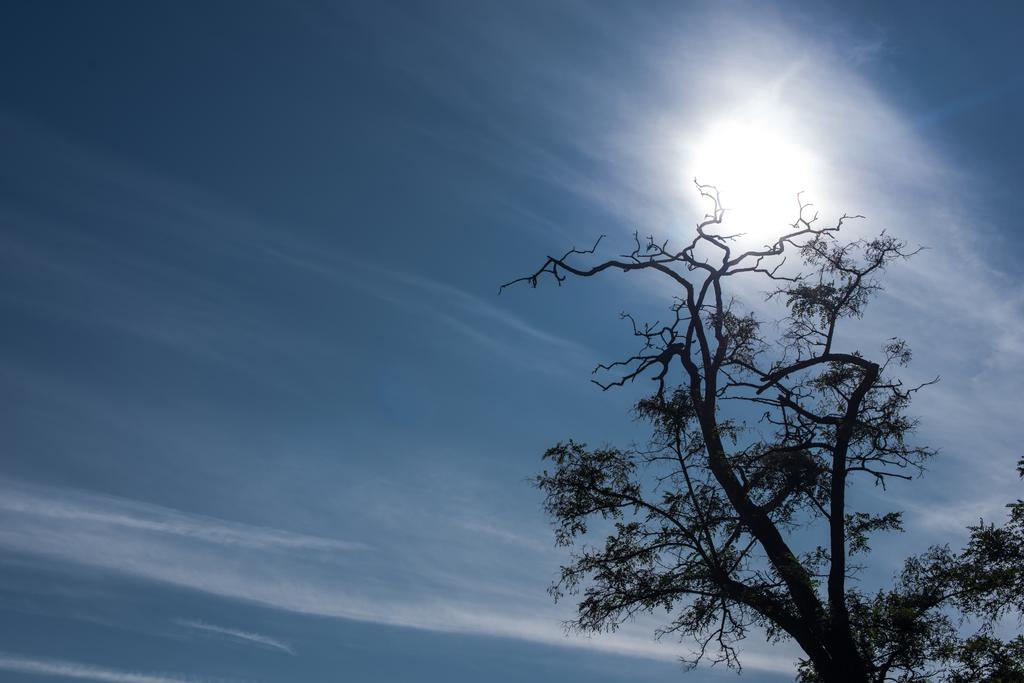 Drzewo z suchymi gałęziami i błękitne niebo z słońcem w tle - Zdjęcie, obraz