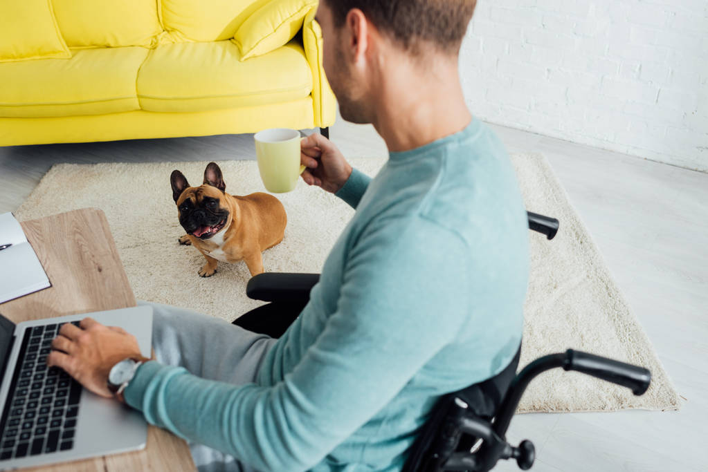Freelancer in rolstoel met laptop en beker kijkend naar franse bulldog in woonkamer - Foto, afbeelding