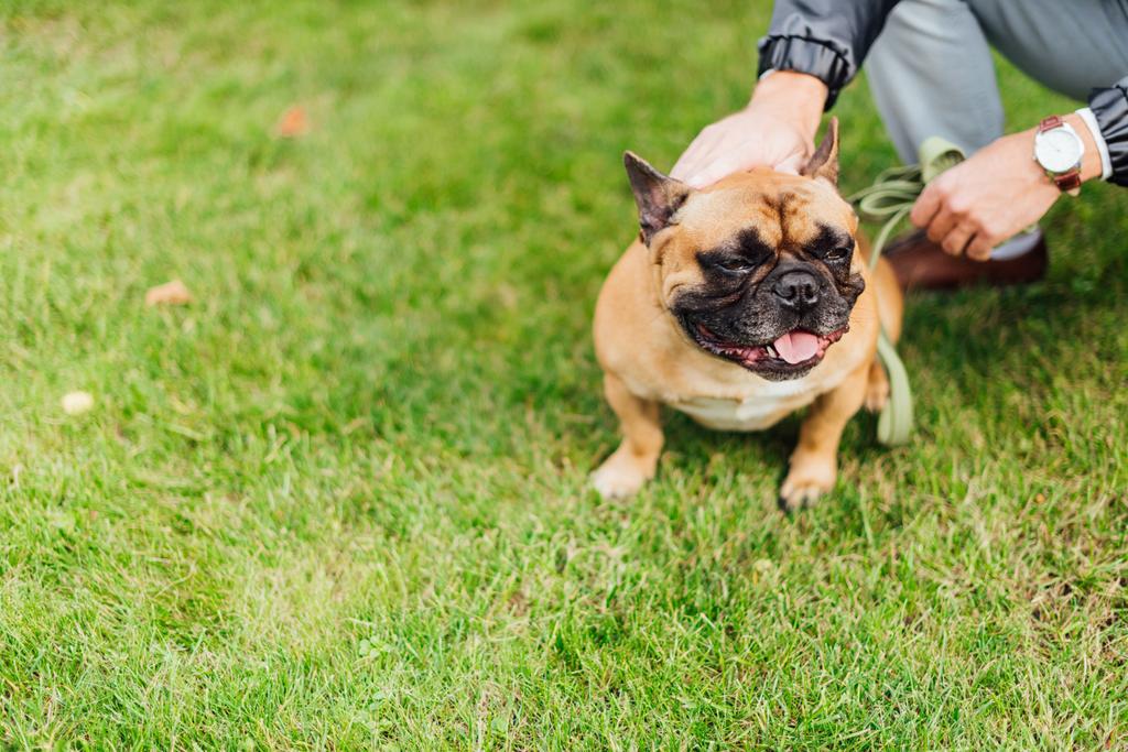 Ausgeschnittene Ansicht von Mann streichelt französische Bulldogge auf Rasen  - Foto, Bild