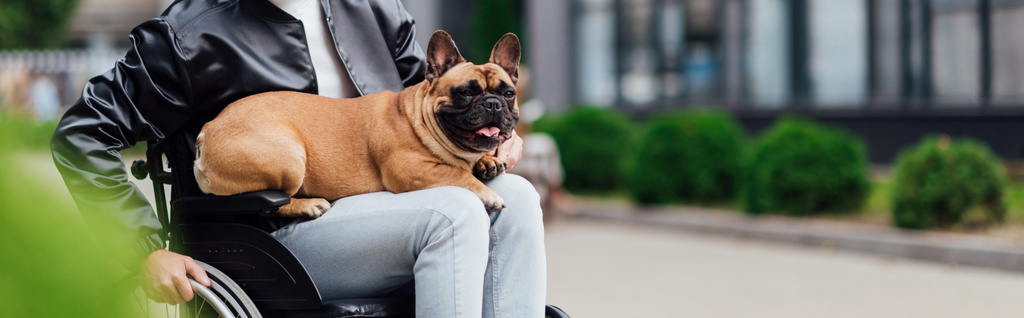 Ausgeschnittene Ansicht einer französischen Bulldogge, die auf den Knien eines behinderten Mannes auf der städtischen Straße sitzt - Foto, Bild