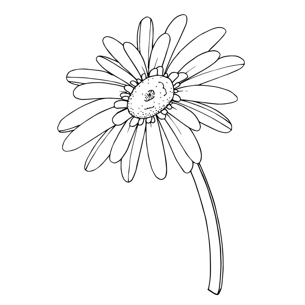 Vector Gerbera floral βοτανικό λουλούδι. Μαύρο και άσπρο χαραγμένο - Διάνυσμα, εικόνα