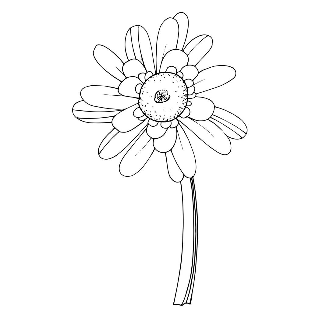 Vettore Gerbera fiore botanico floreale. Bianco e nero inciso
 - Vettoriali, immagini